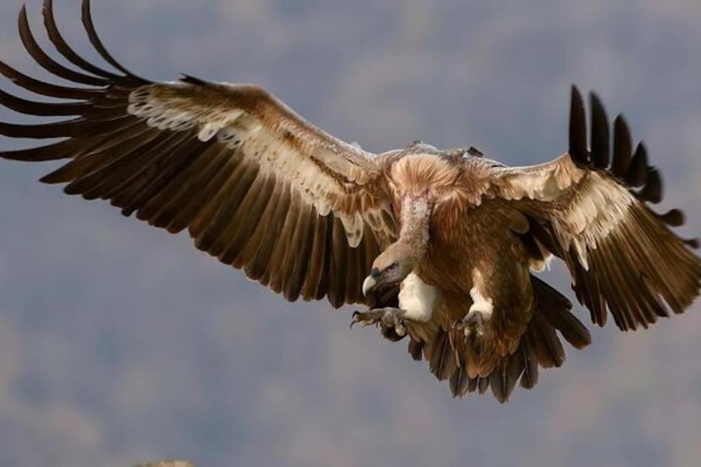 Photo 53