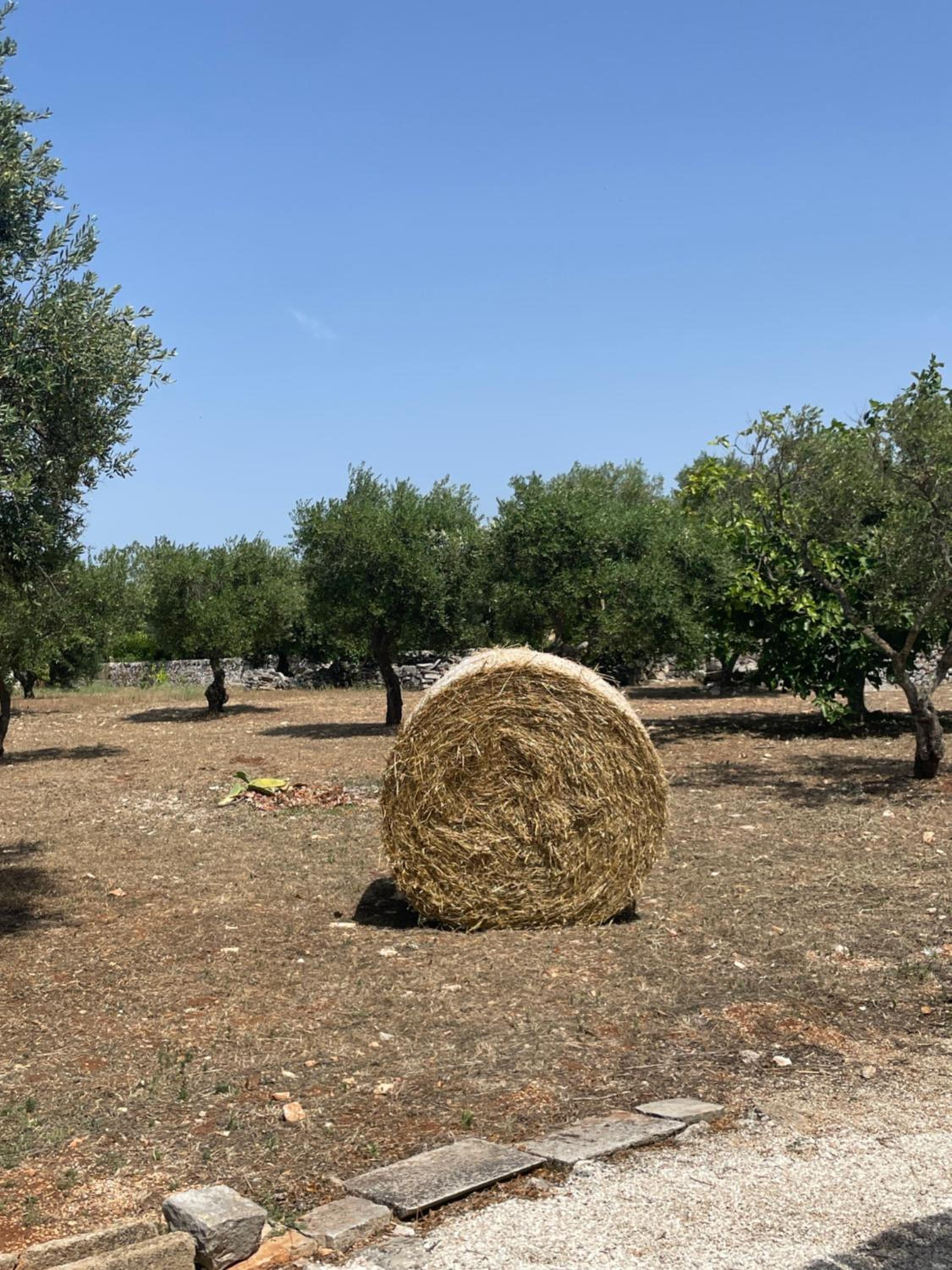 trulli mancinella