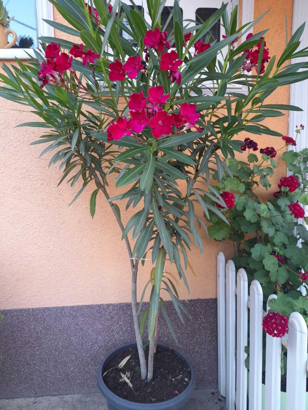 Apartmani Nikolic
