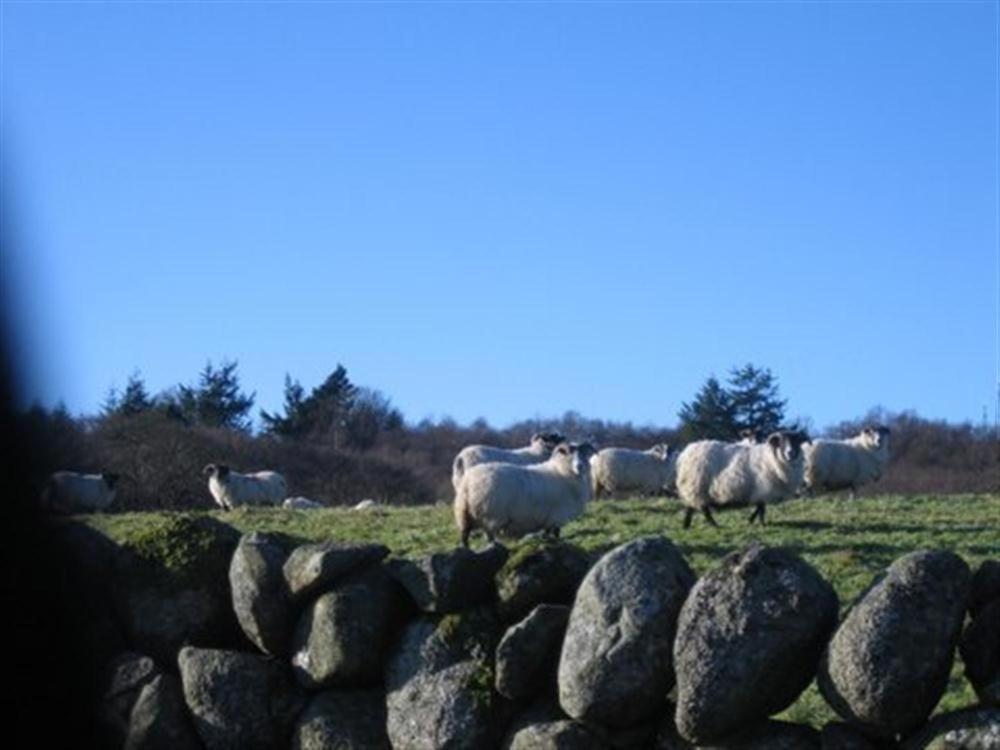 Rowantree Cottage