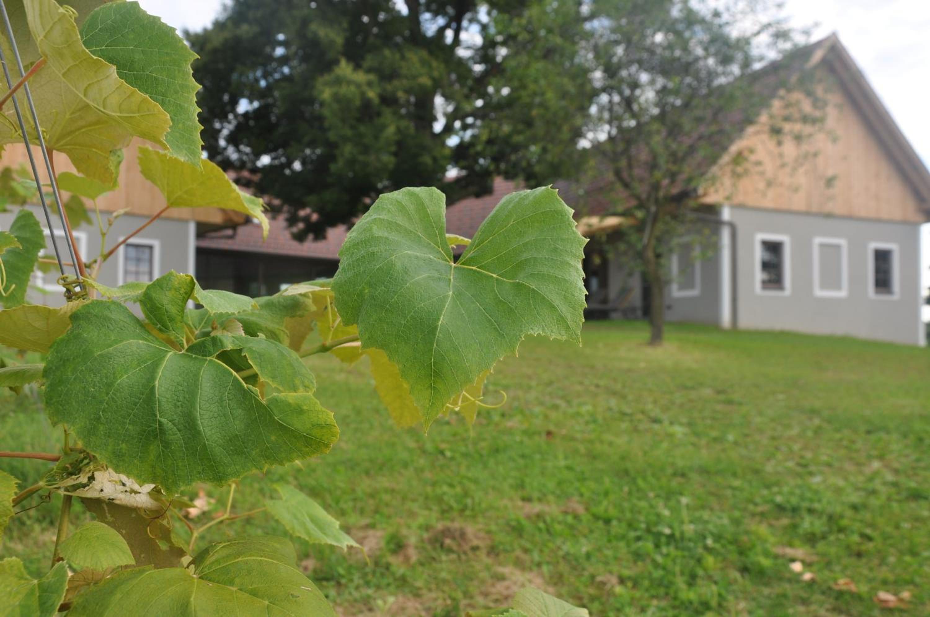 WEIN DOMIZIL Zieger