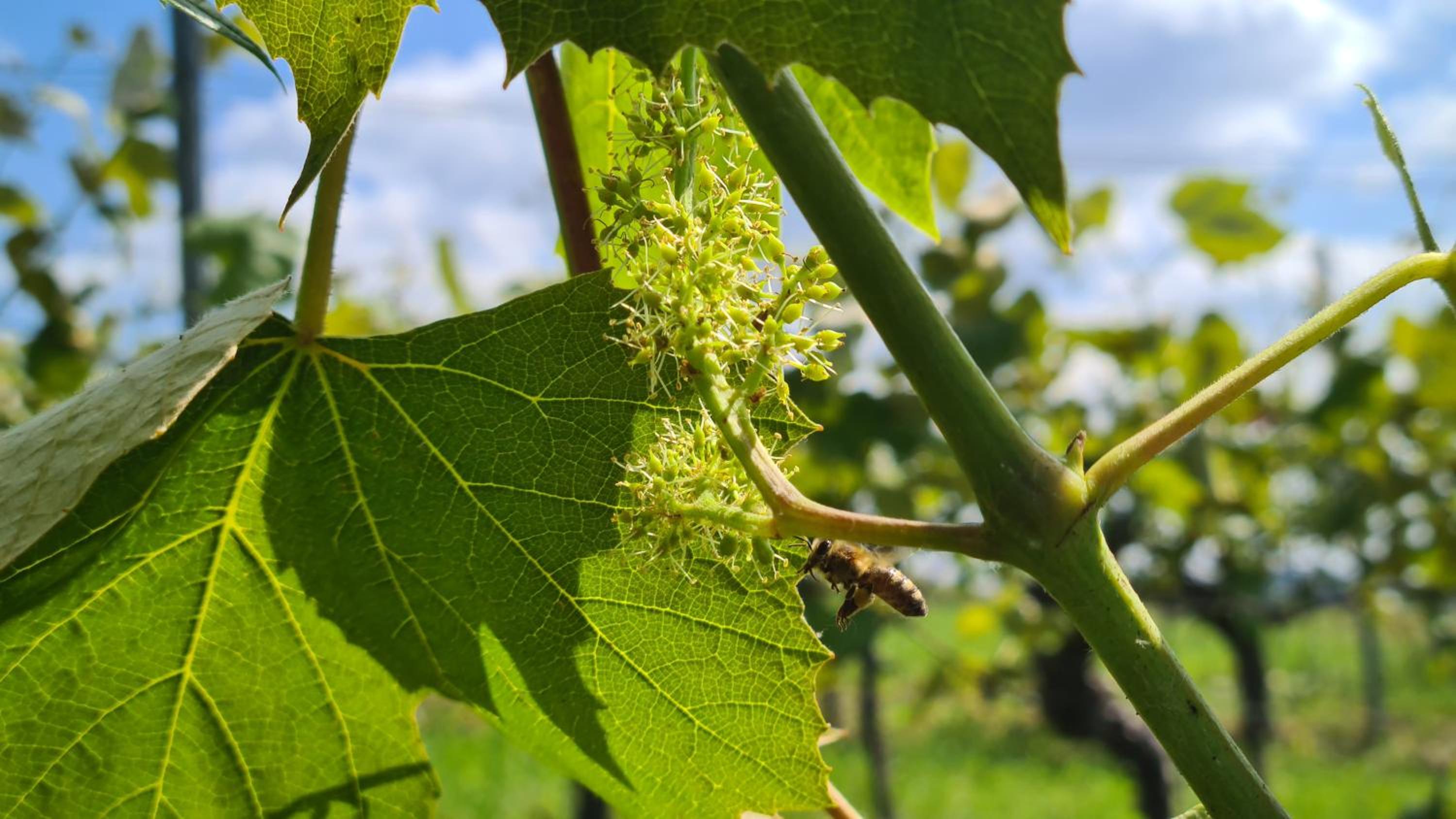 WEIN DOMIZIL Zieger