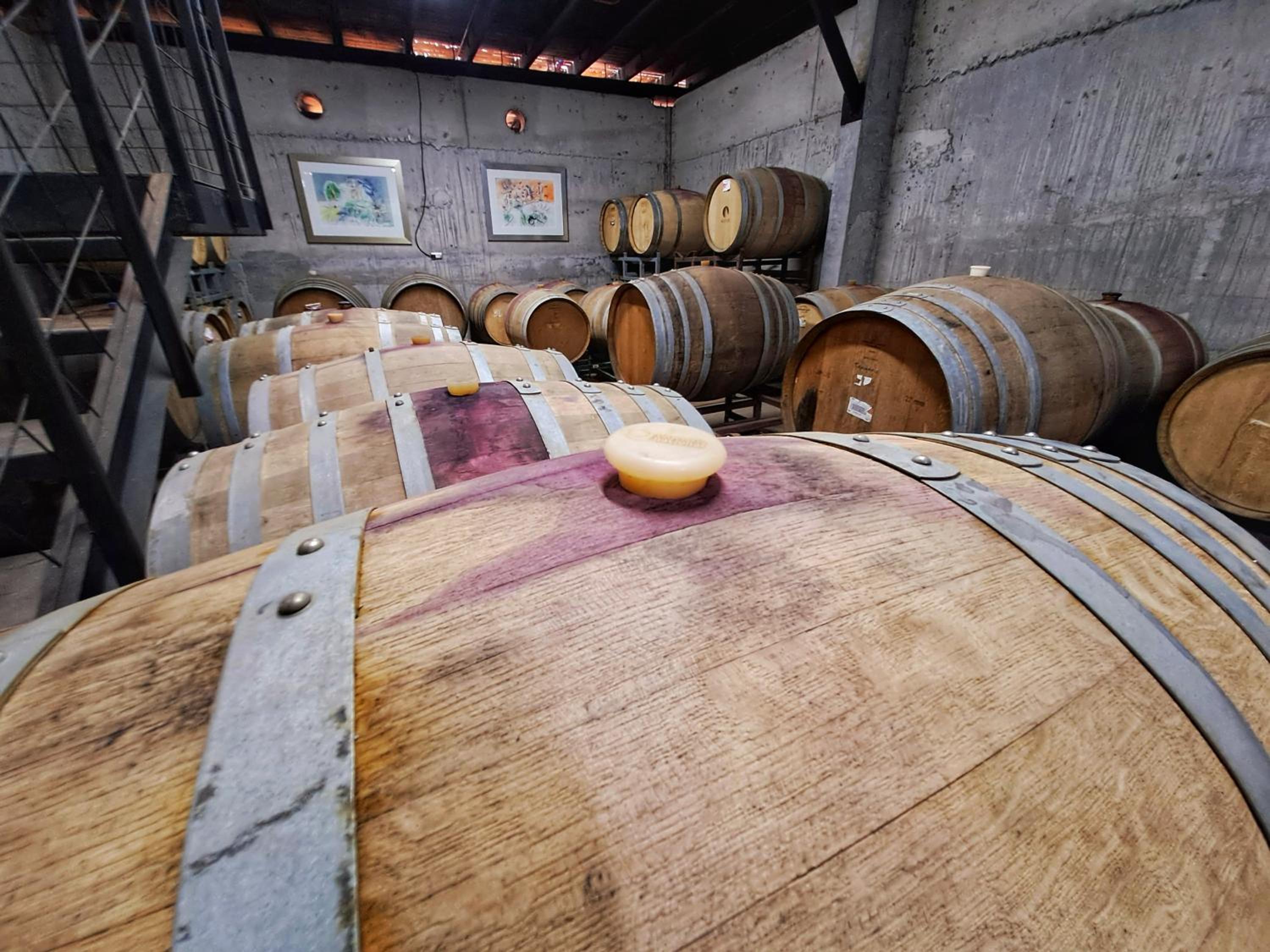 Wine Lodge de Viña Vultur en bosque nativo con piscina