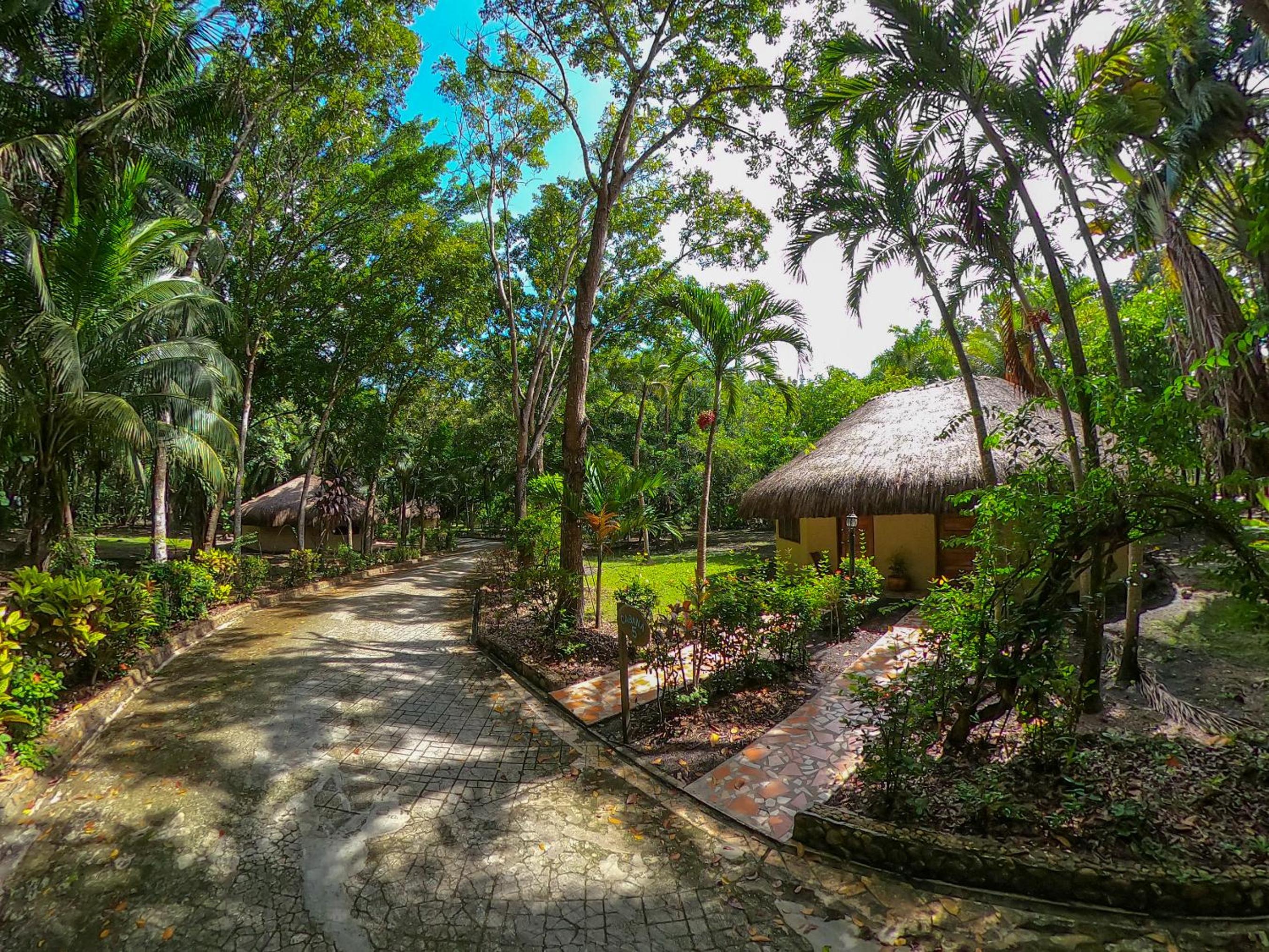 The Mayan Garden