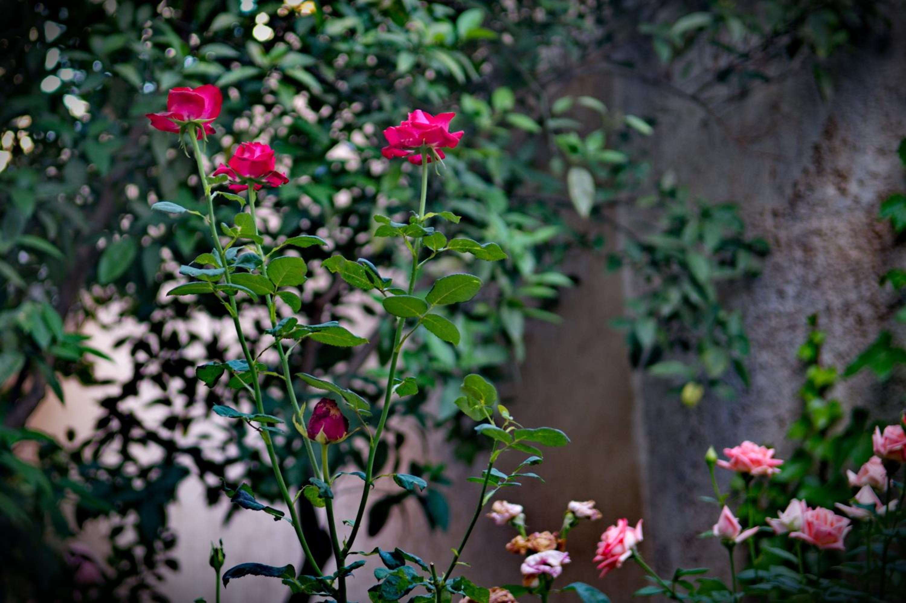 Riad Raouia HAMMAM & SPA