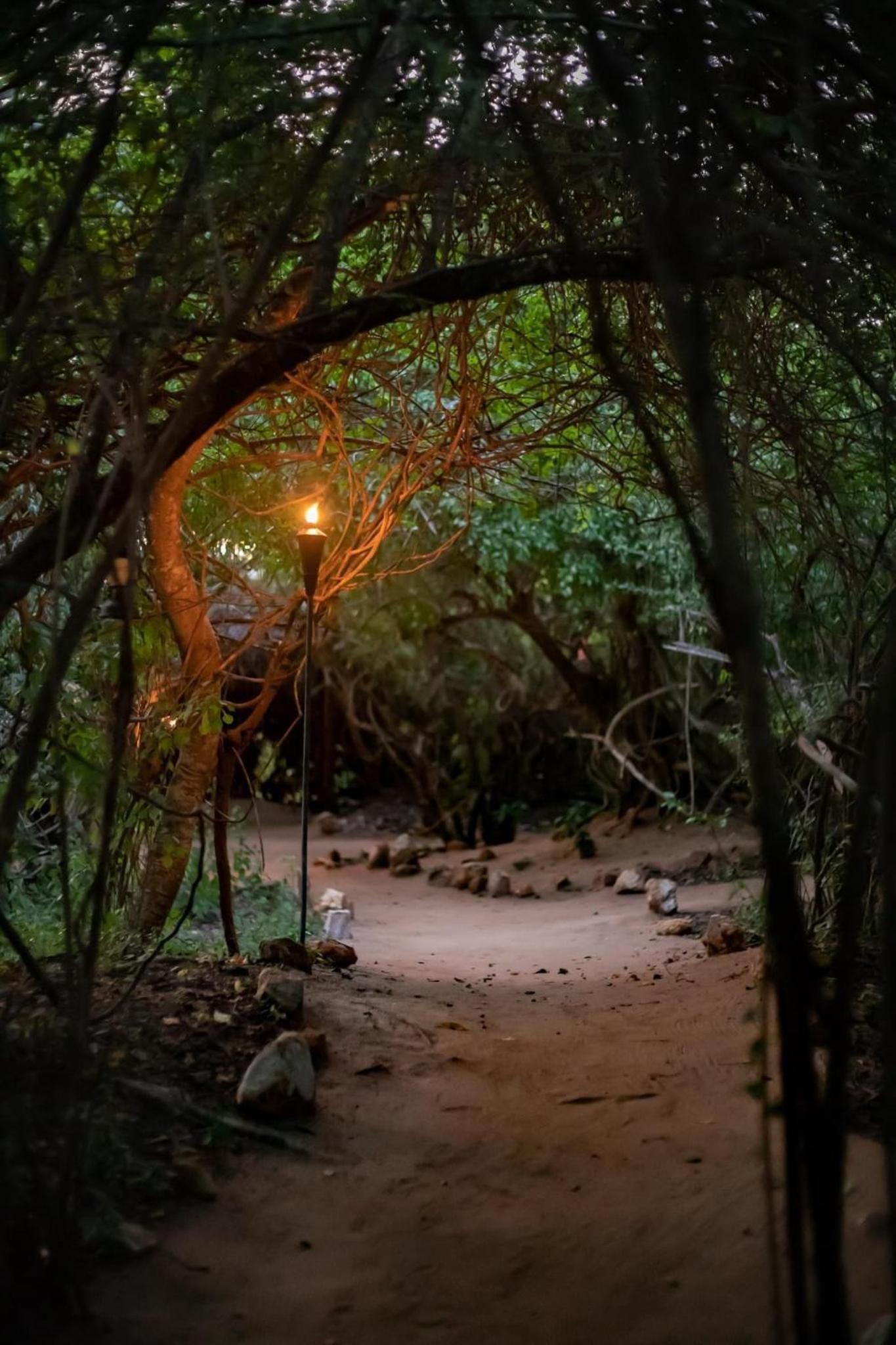 Leopard Camping Yala
