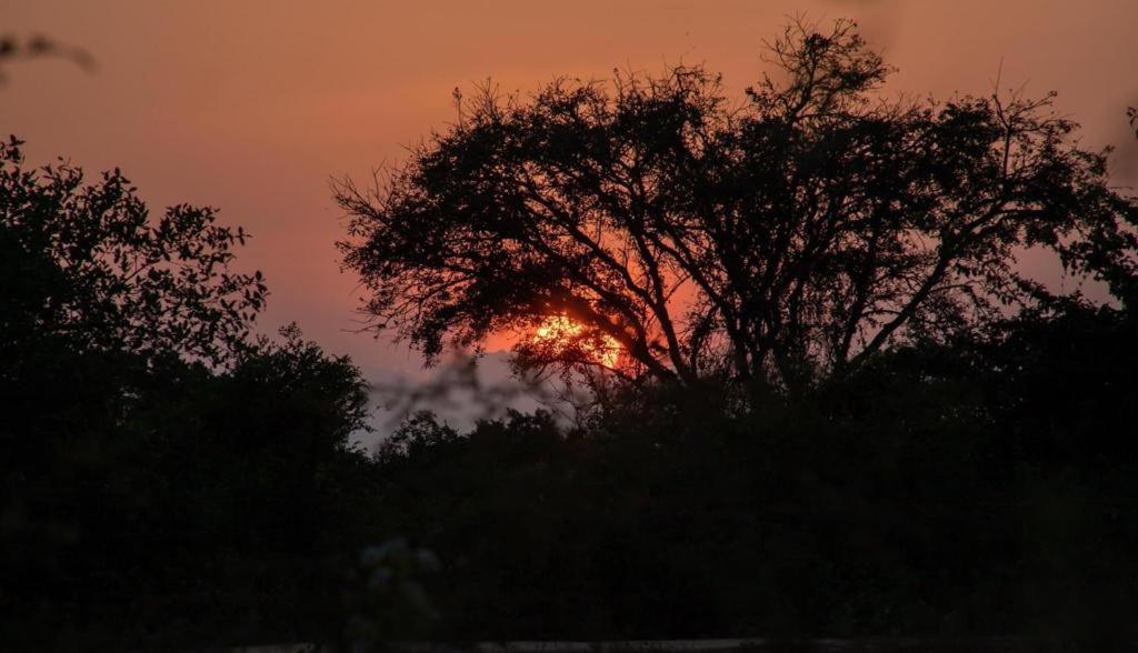 Leopard Camping Yala