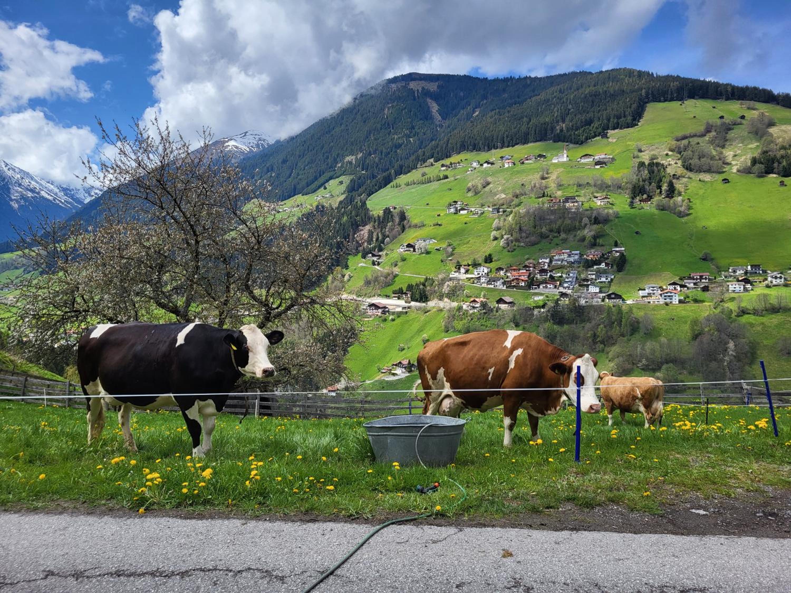 Bergbauernhof-Grinzens
