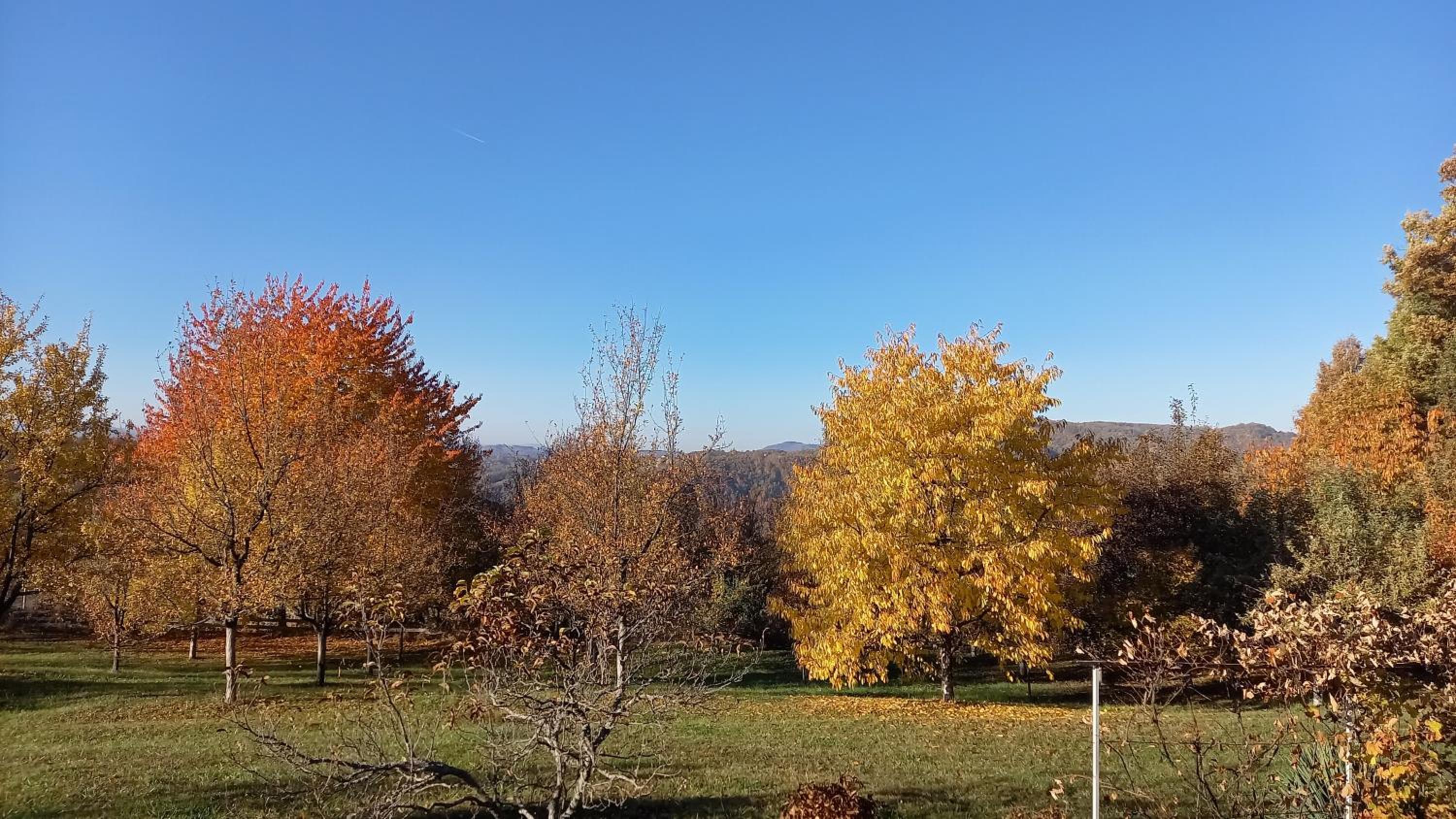 Šumska čarolija