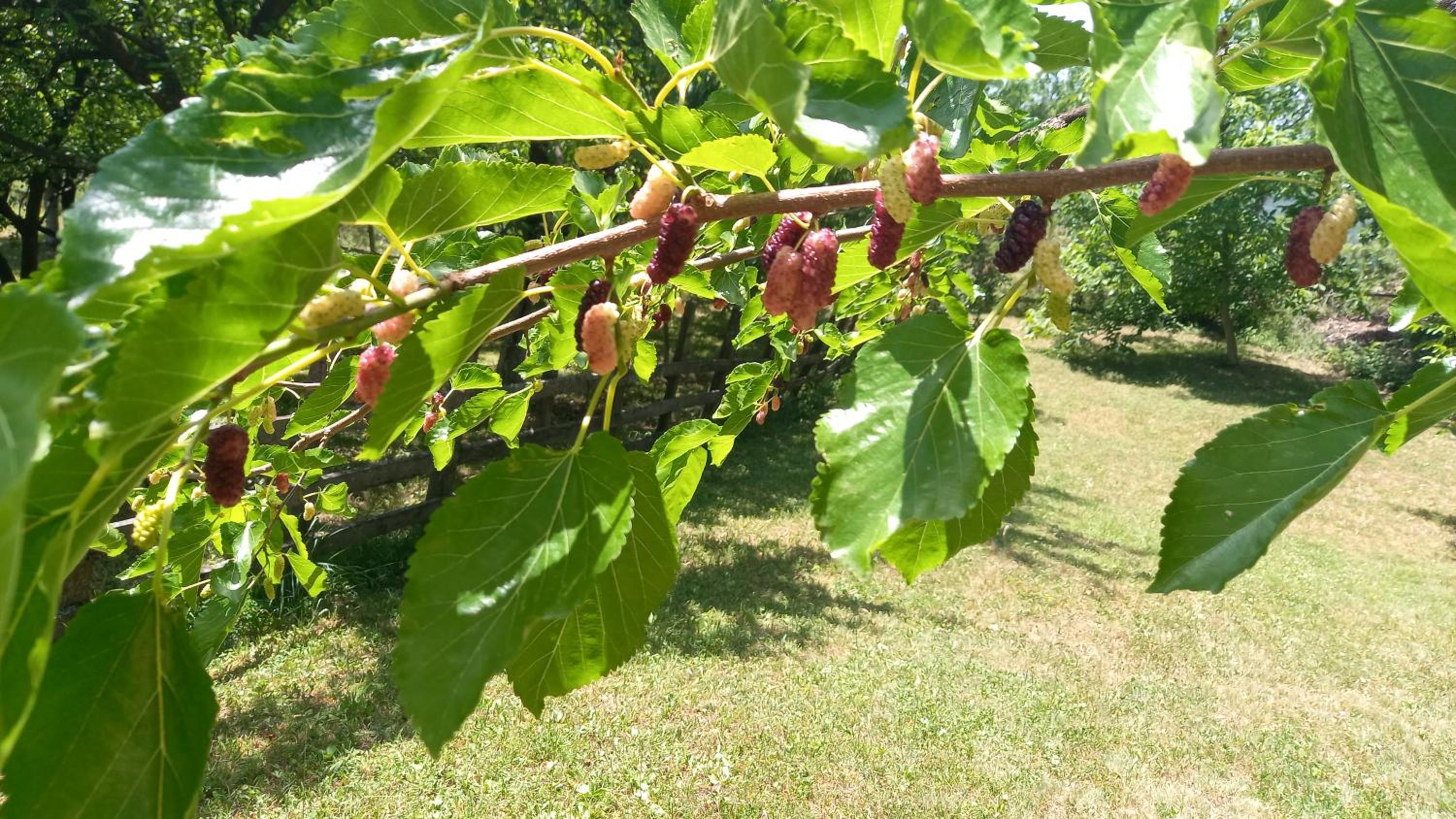 Šumska čarolija