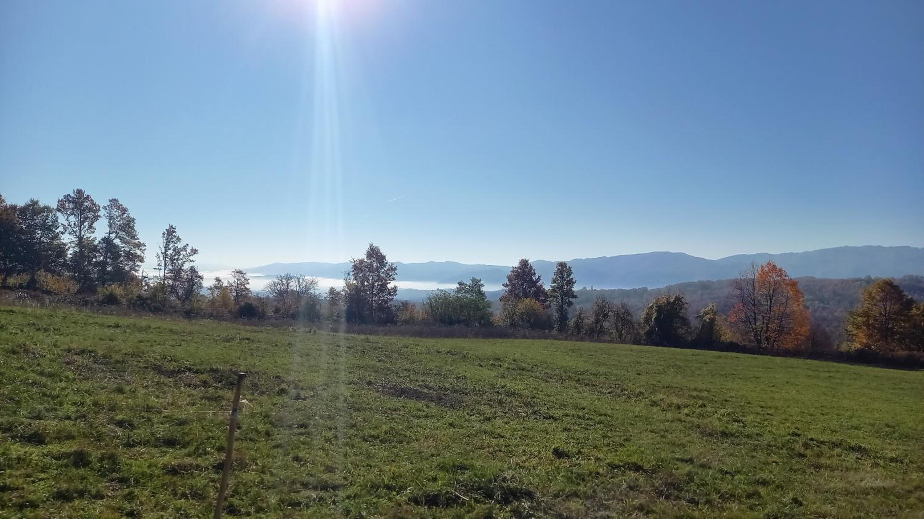 Šumska čarolija