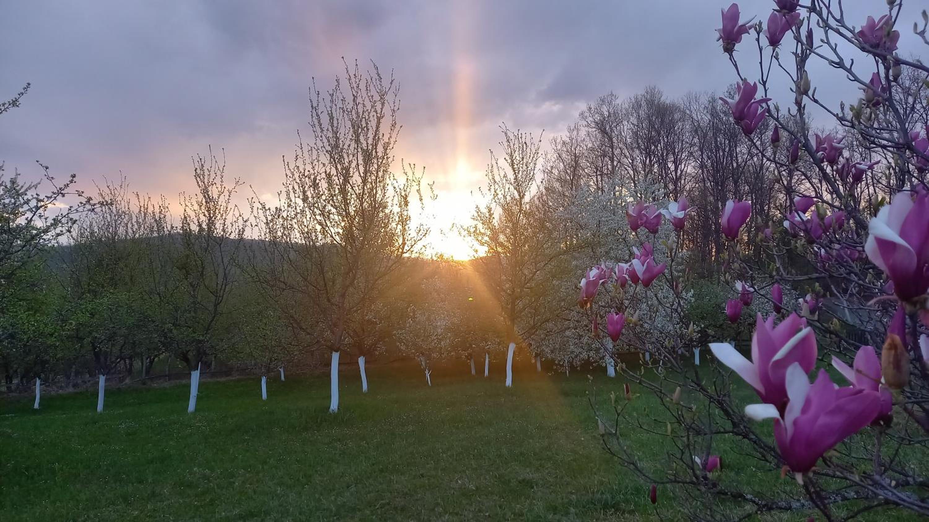 Šumska čarolija