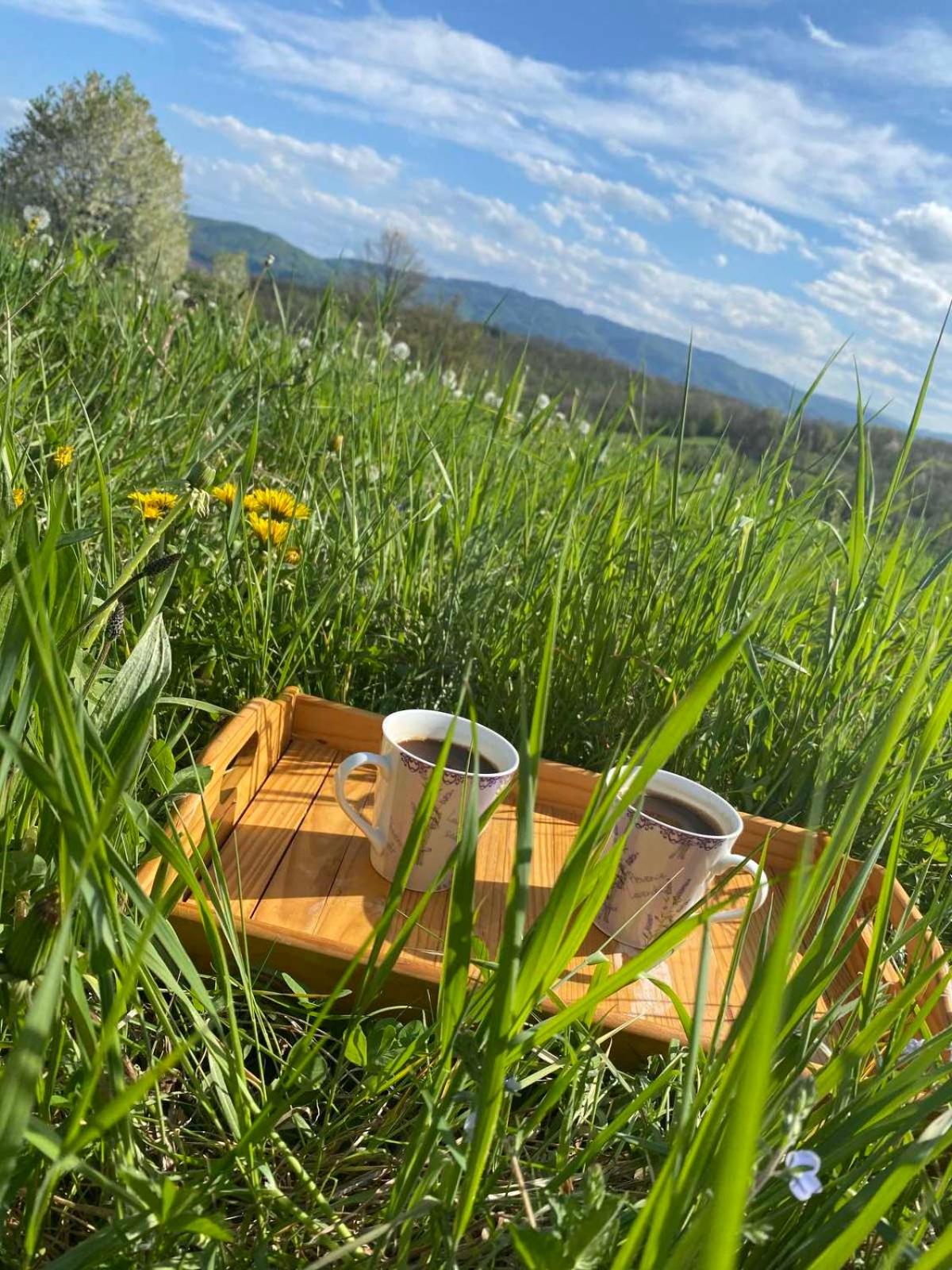 Šumska čarolija