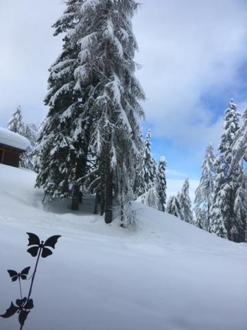 Almhütte - Skihütte am Goldeck in Kärnten
