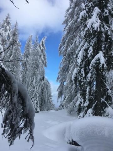 Almhütte - Skihütte am Goldeck in Kärnten