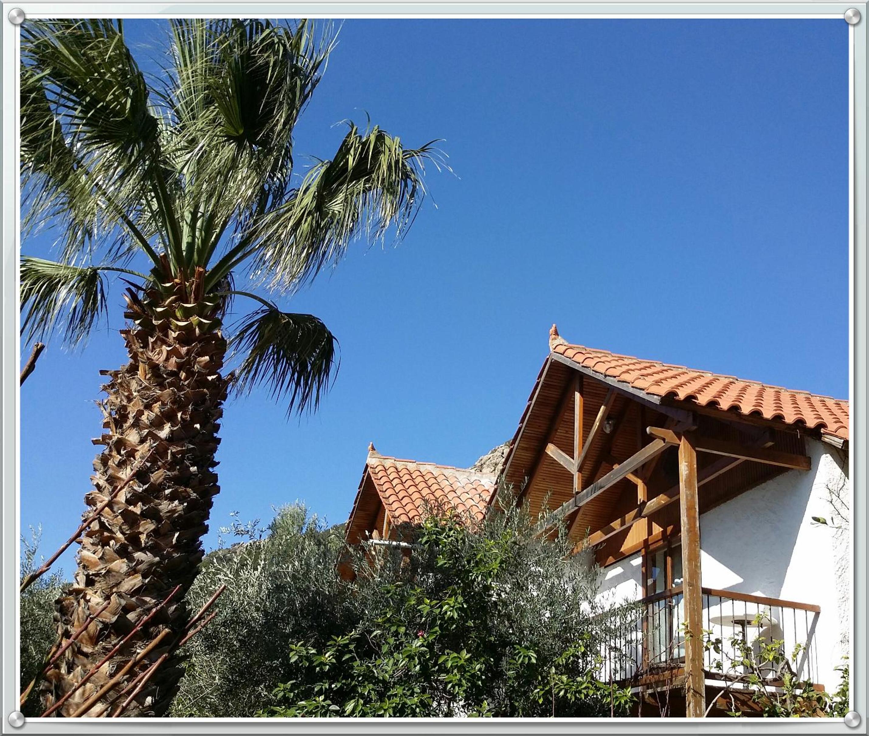 Olive tree Cottages