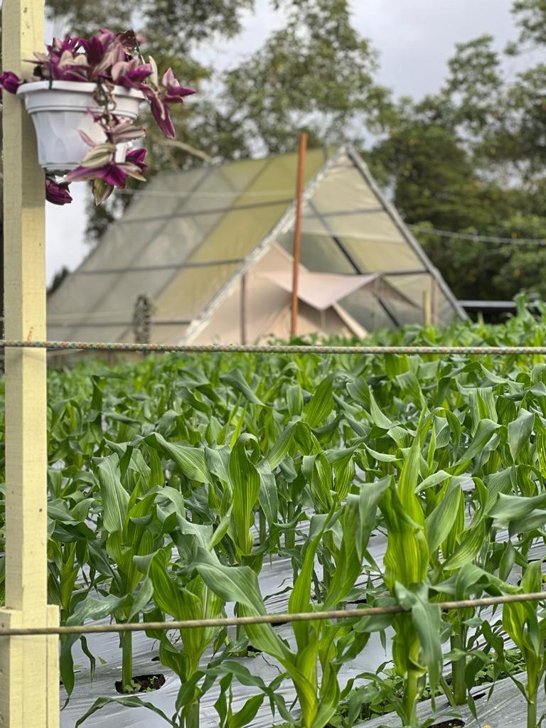 The Backyard Glamping Cameron Highlands