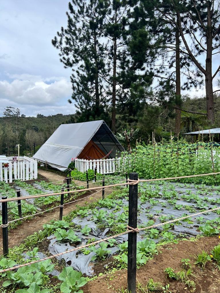 The Backyard Glamping Cameron Highlands