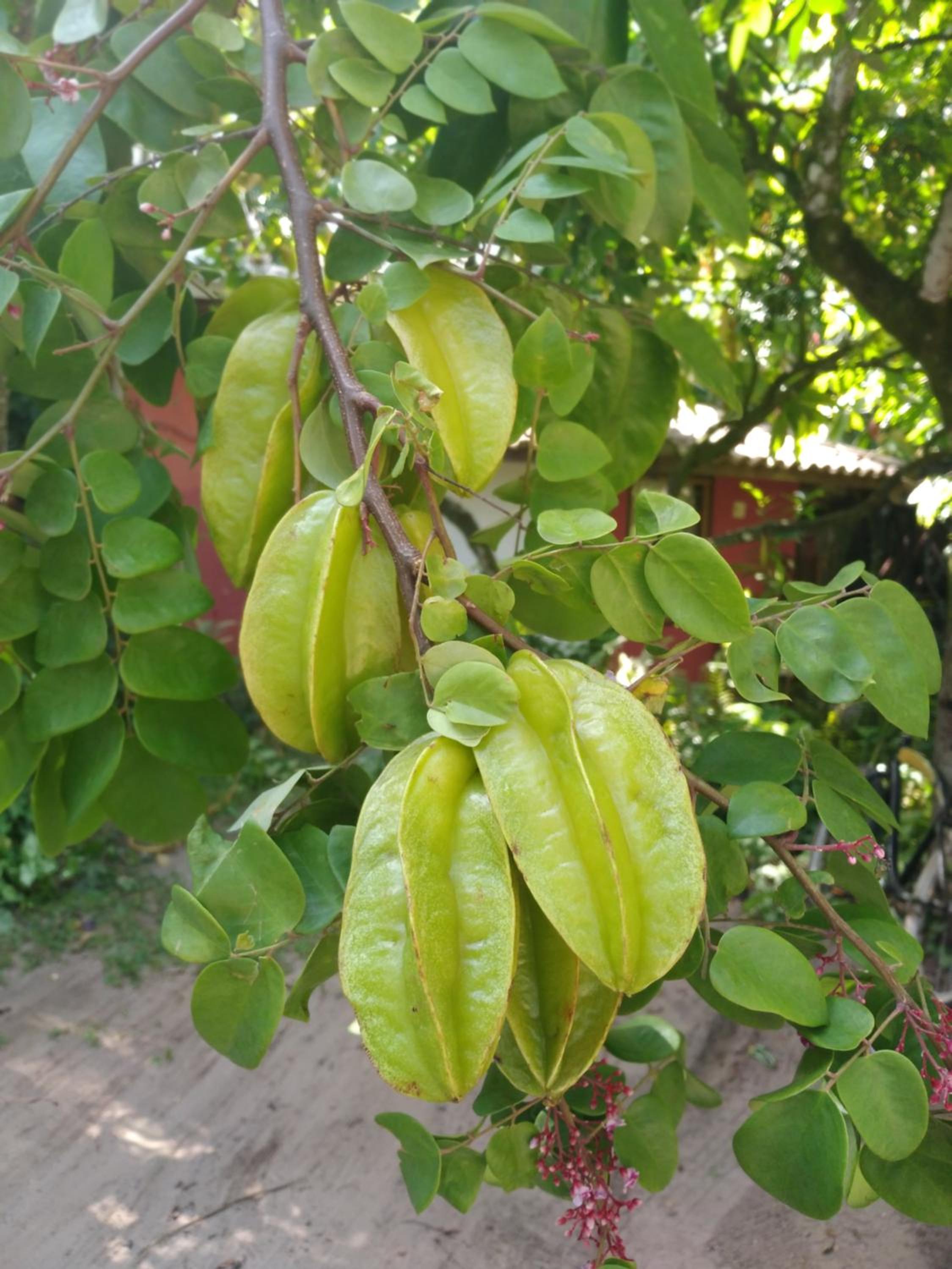 Pousada Fruta Pão
