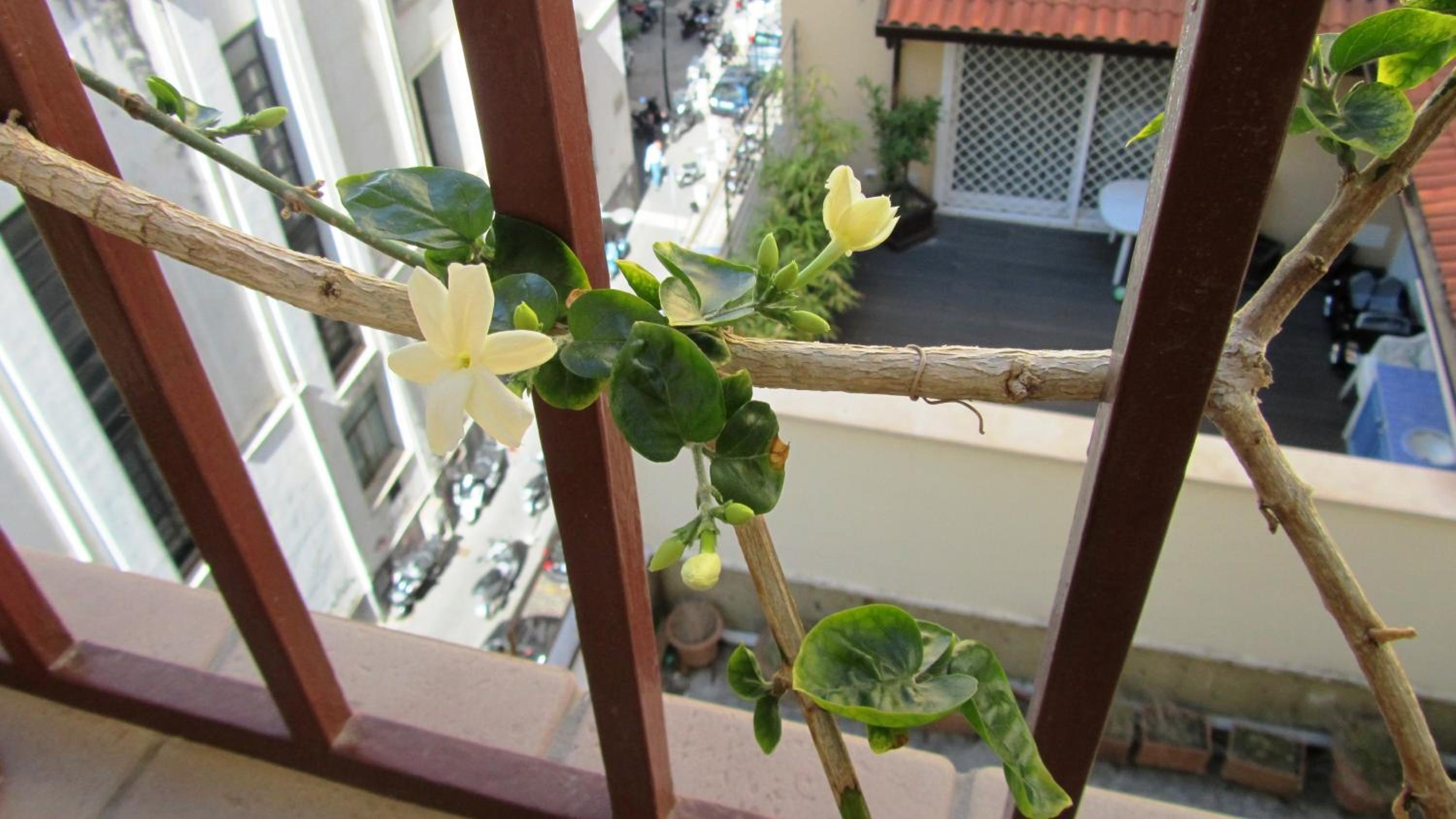 International Naples