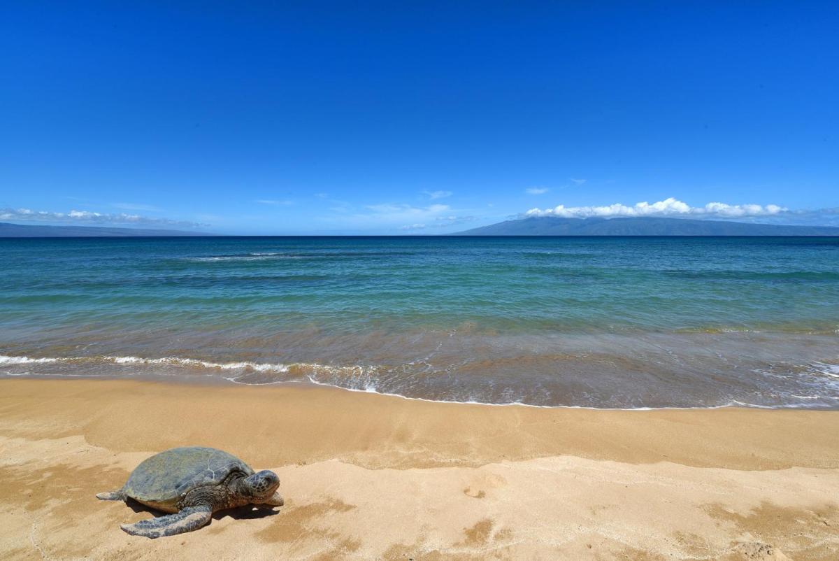 Makani Sands #102