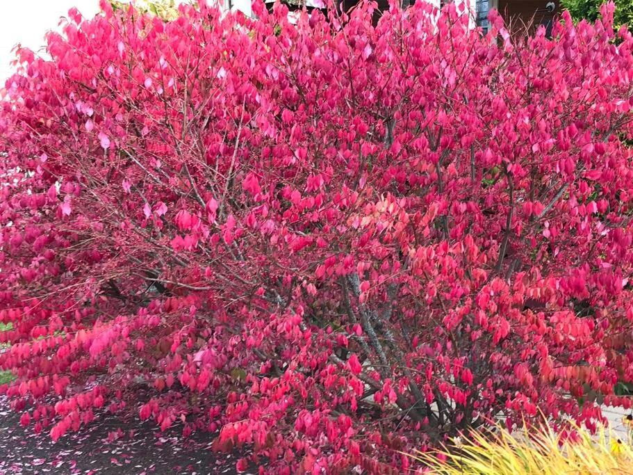 Floral'Anse