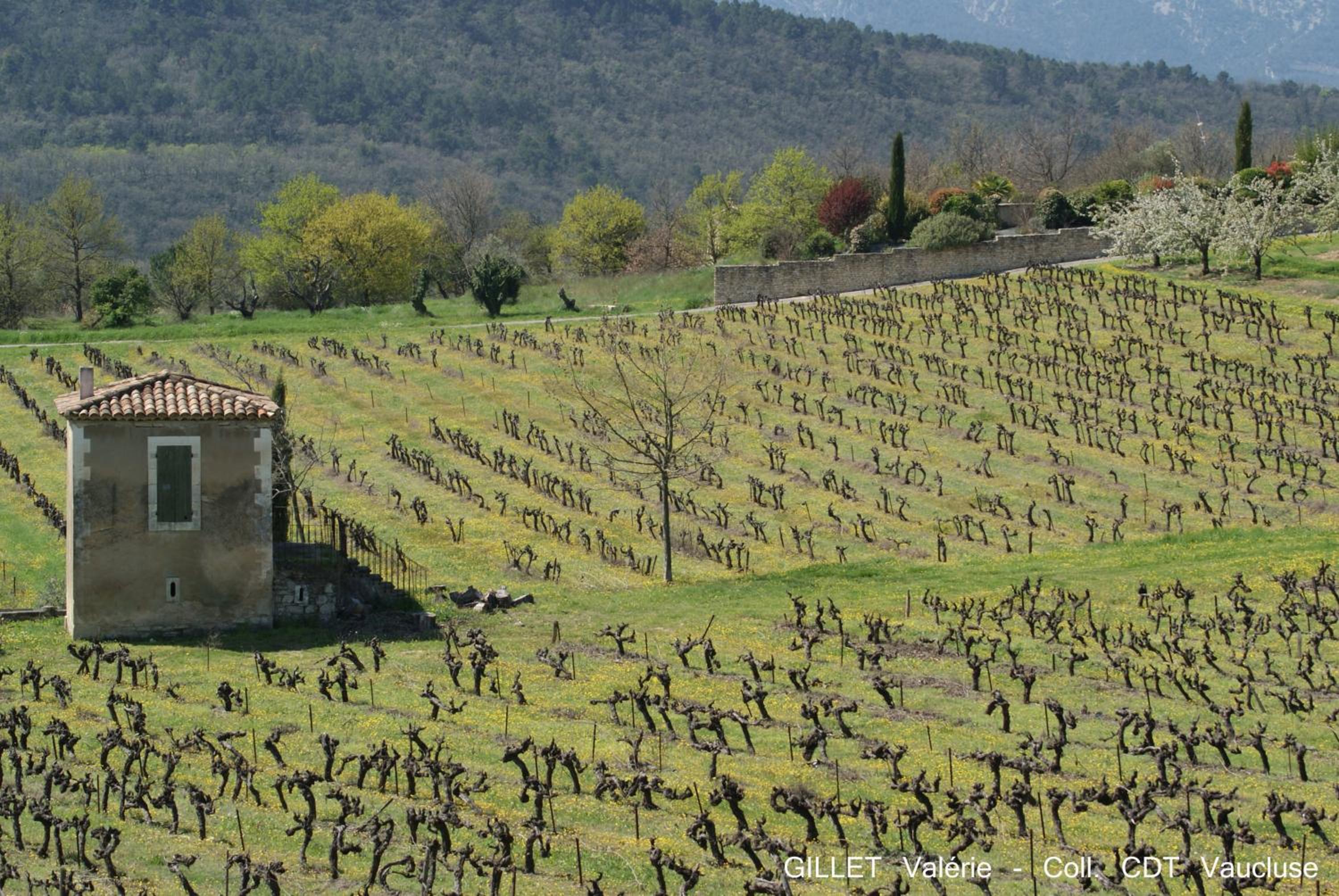 Les Terrasses - Gordes