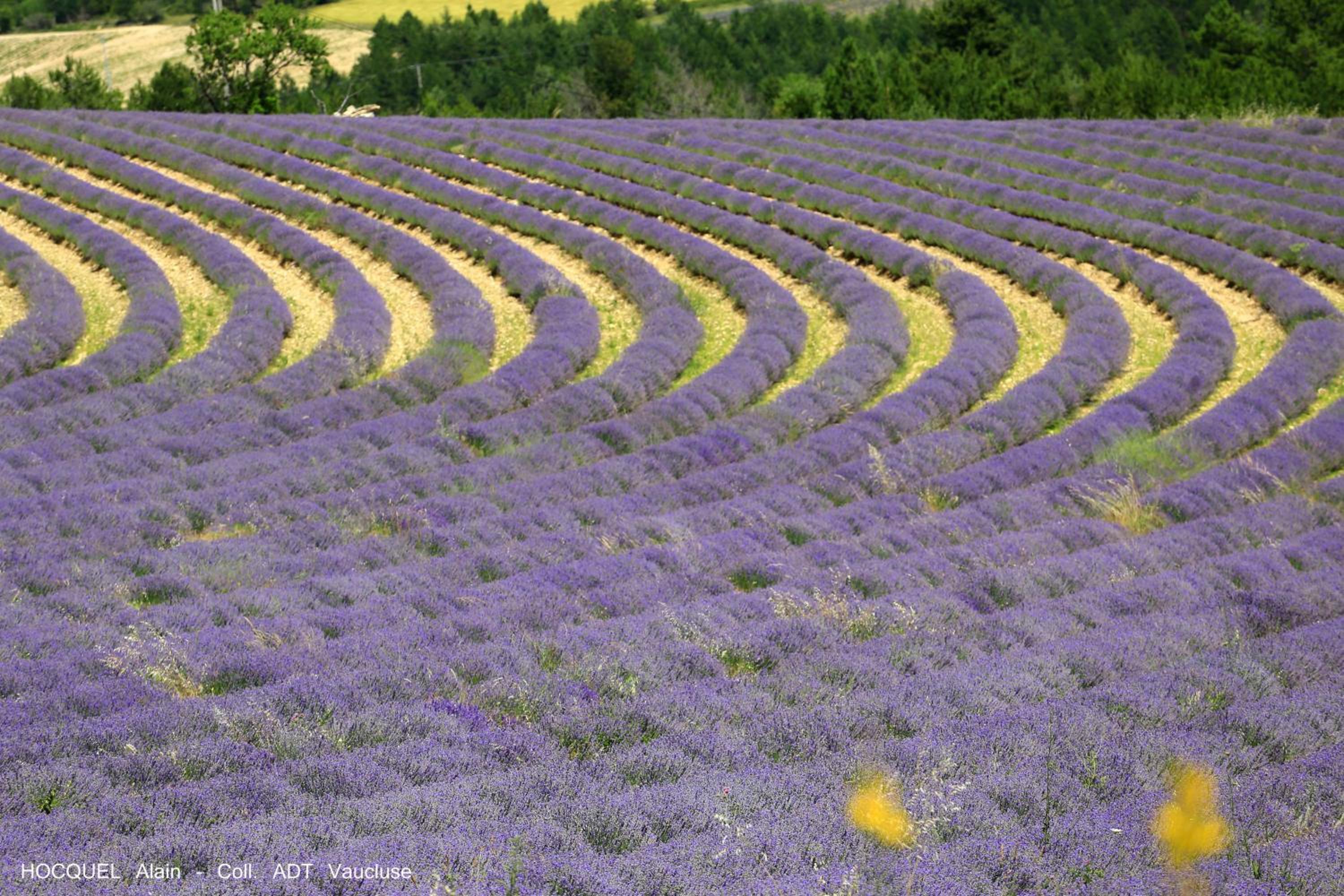 Les Terrasses - Gordes