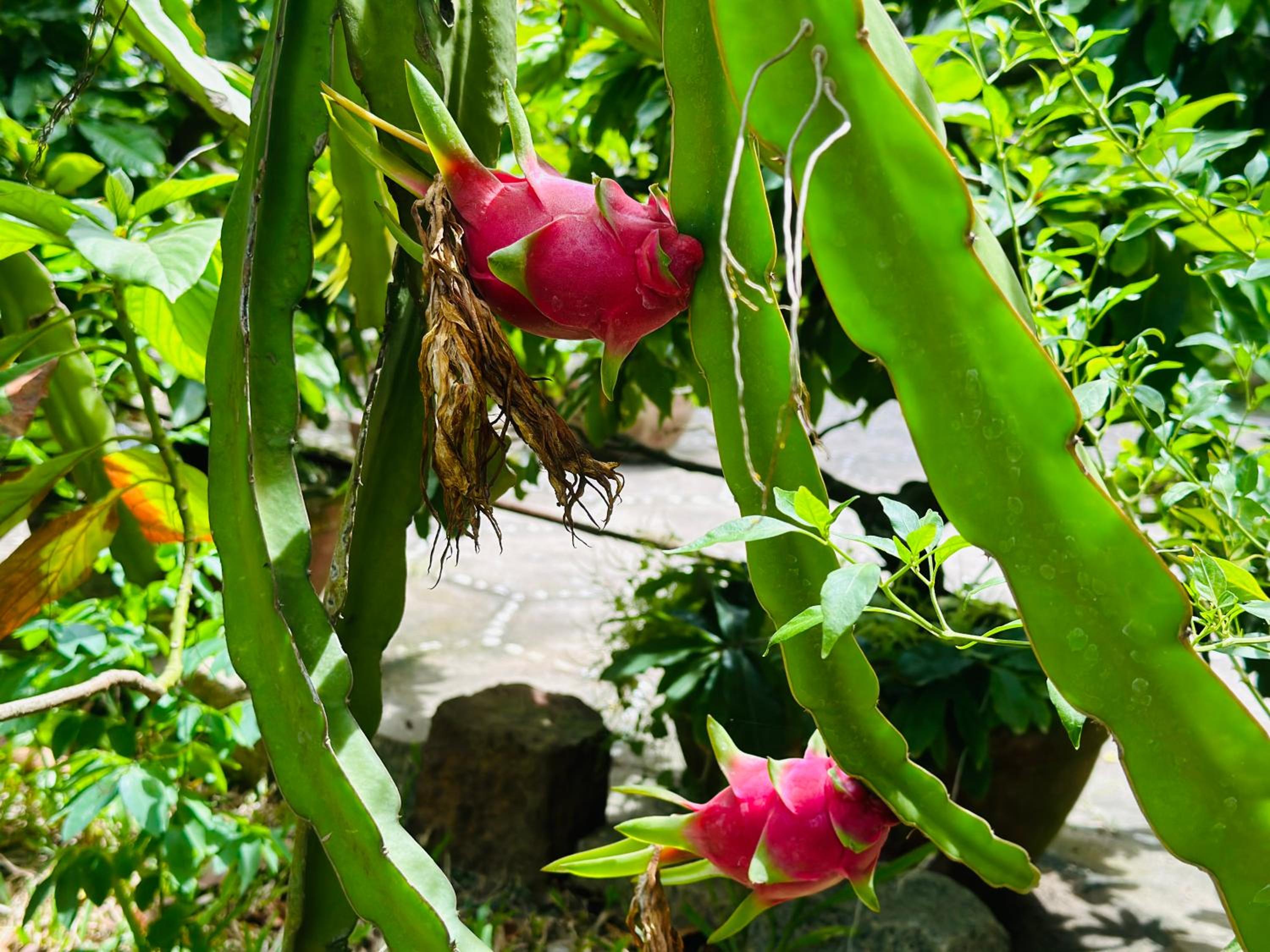 Do River Homestay
