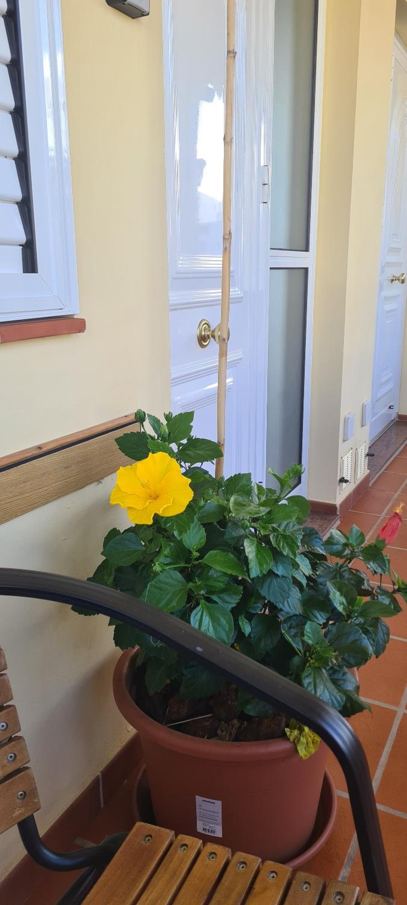 Apartamentos Siboramar L1 Moby Dick