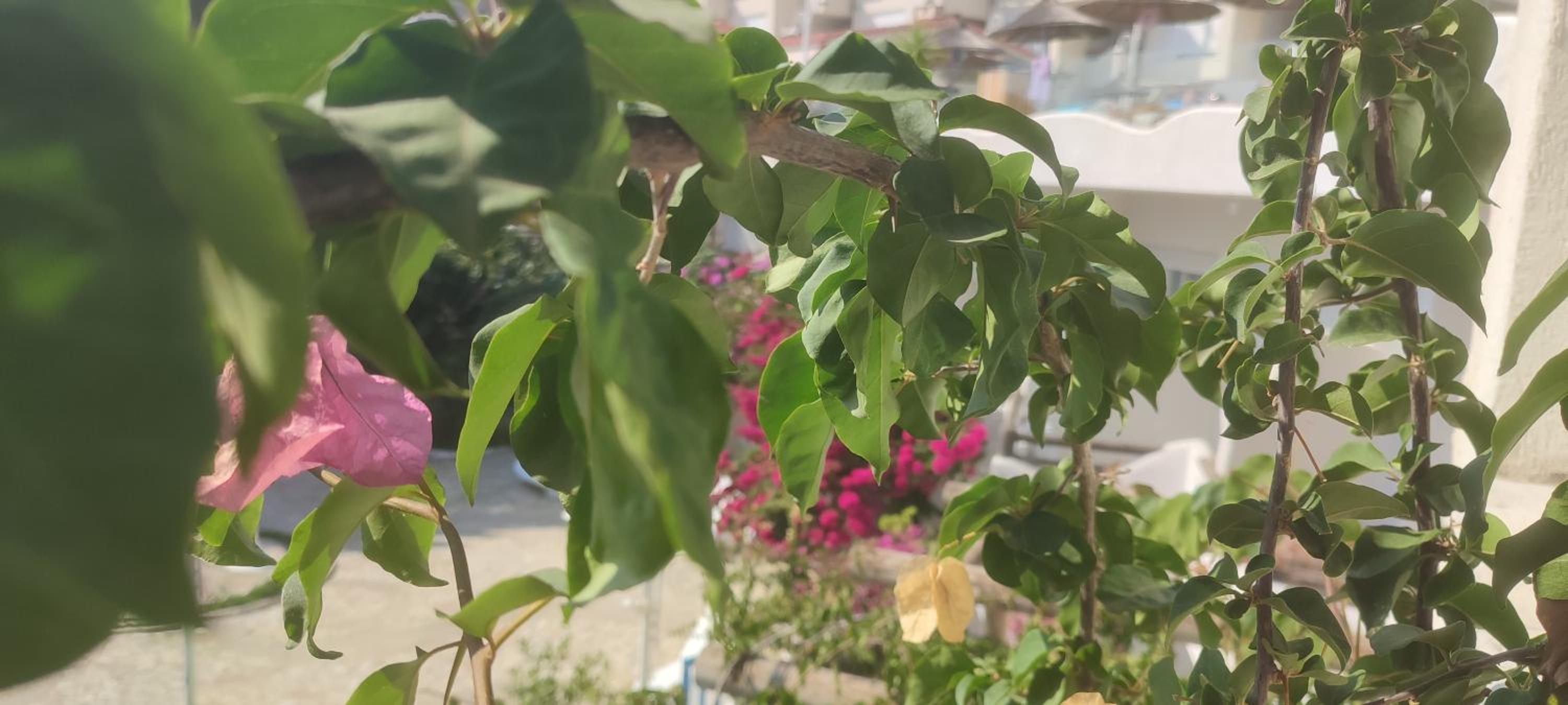 Sea Breeze Apartment Bougainville Bay