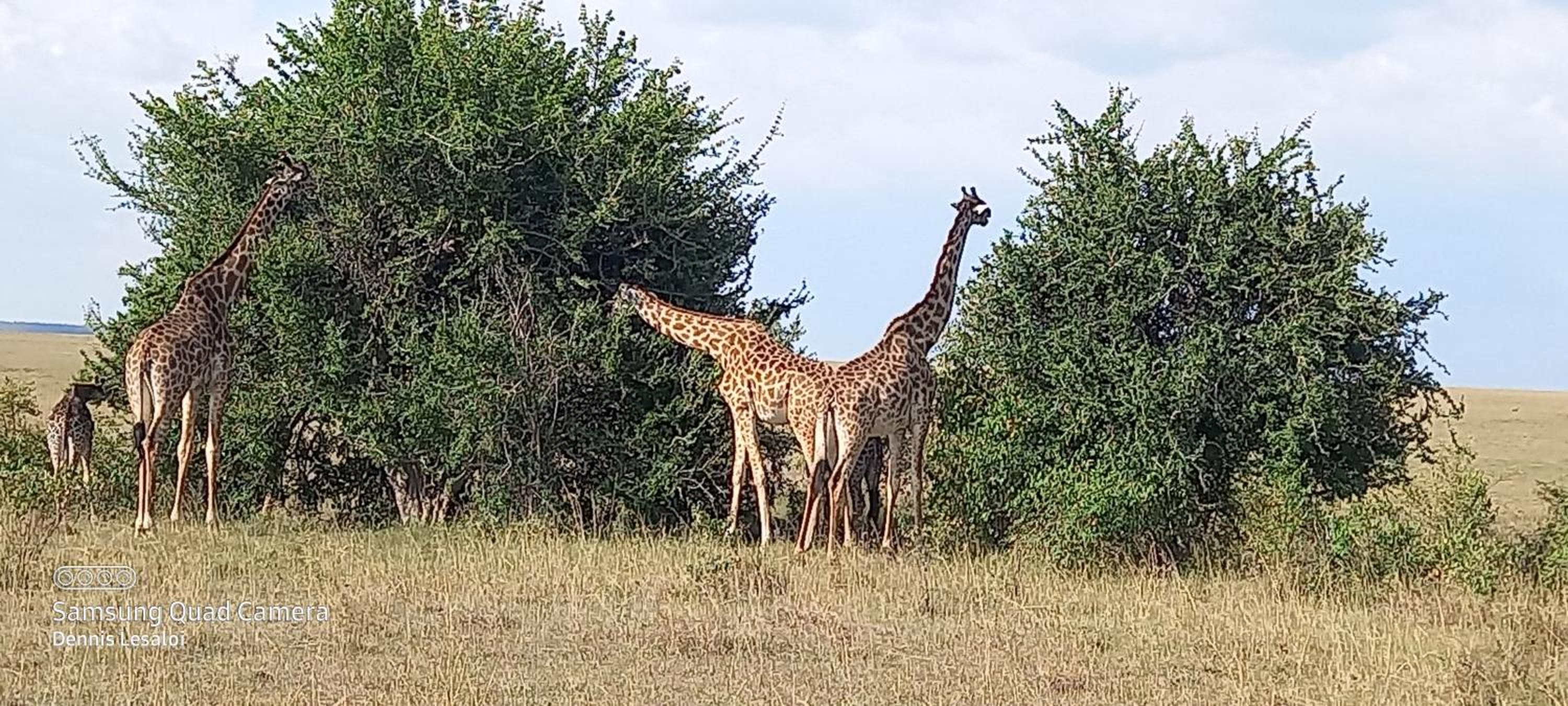 Elephant trails camp