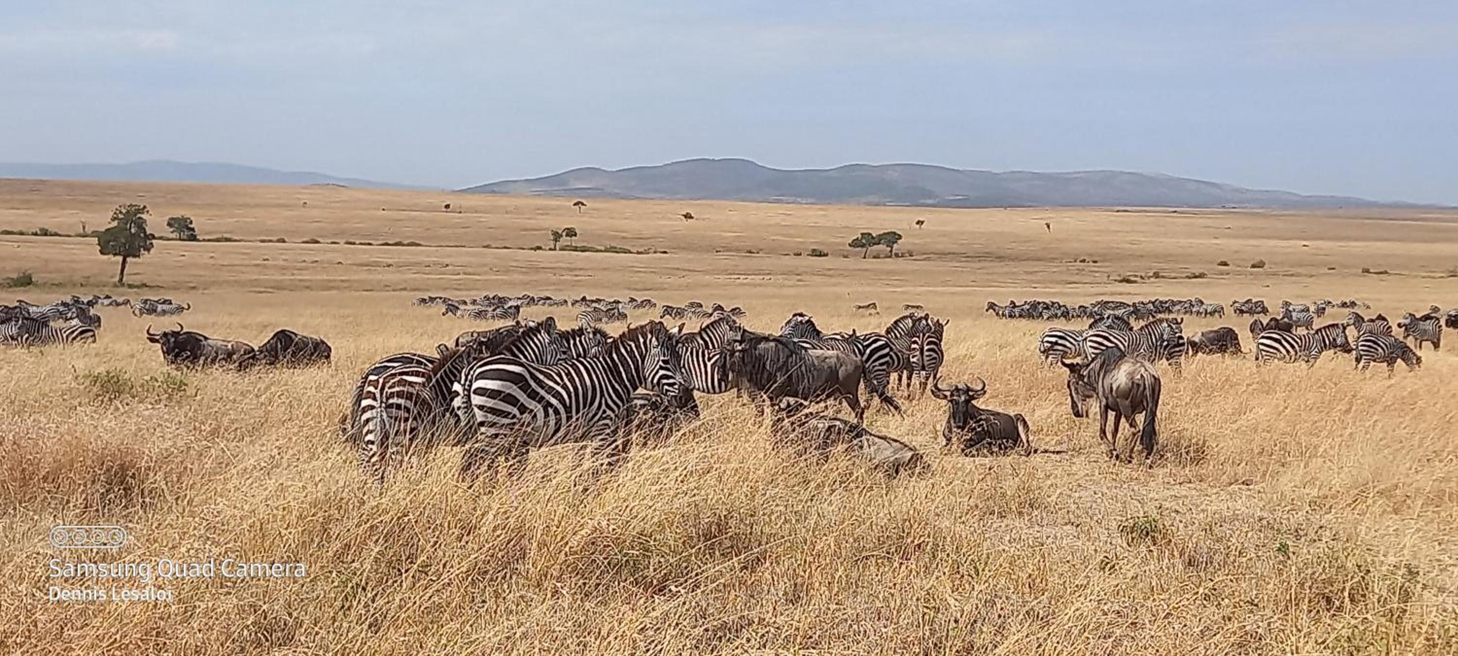 Elephant trails camp