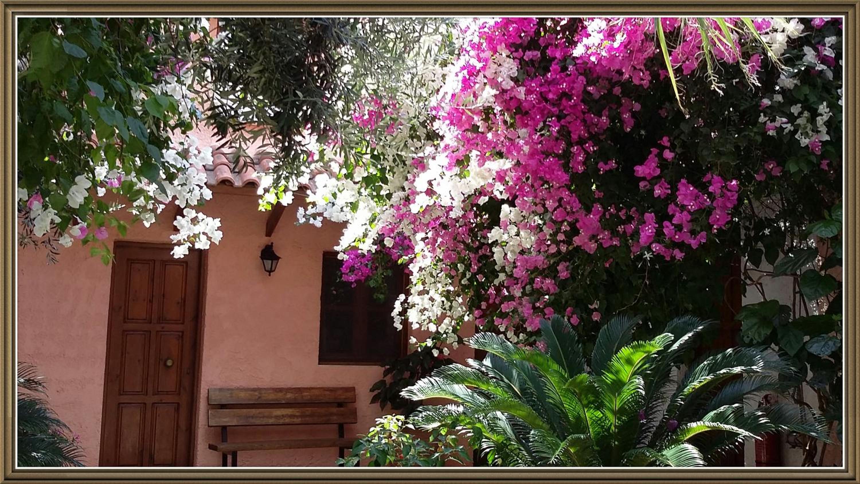 Olive tree Cottages