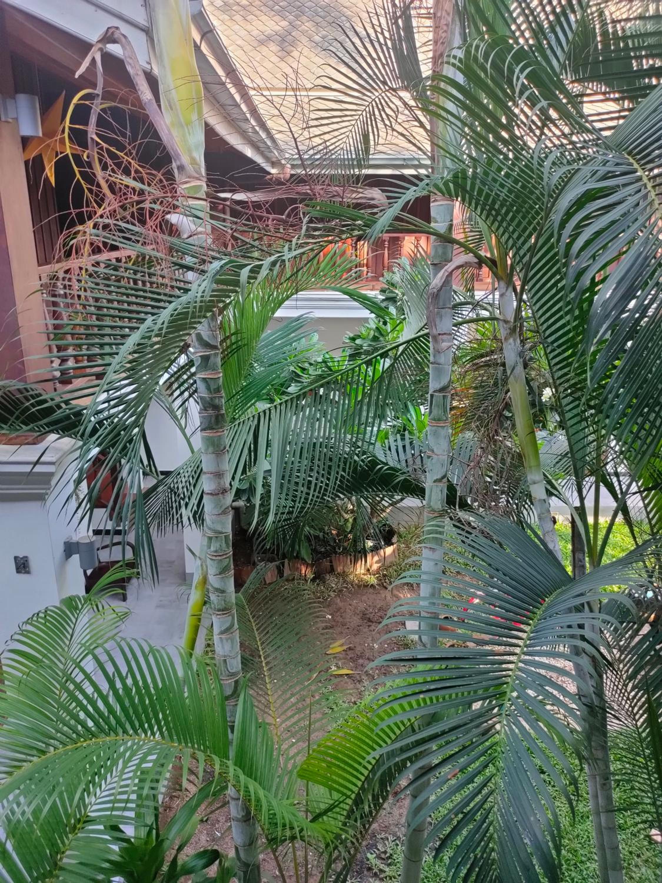Lotus Corner - Heritage B&B view 2