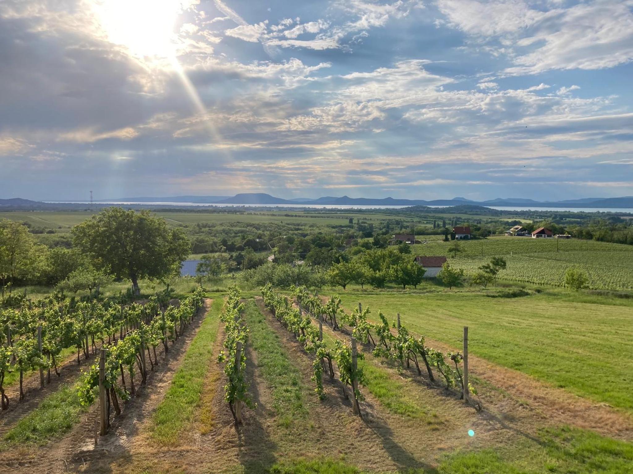 Wine & Space Lodge at Lake Balaton view 5