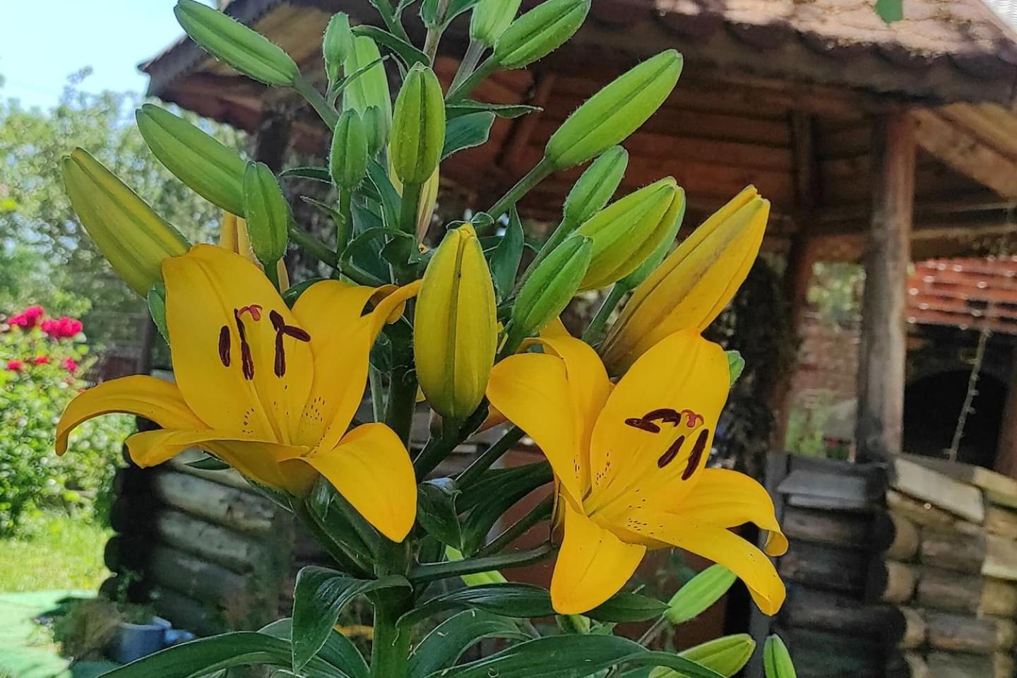 Cabana familiei