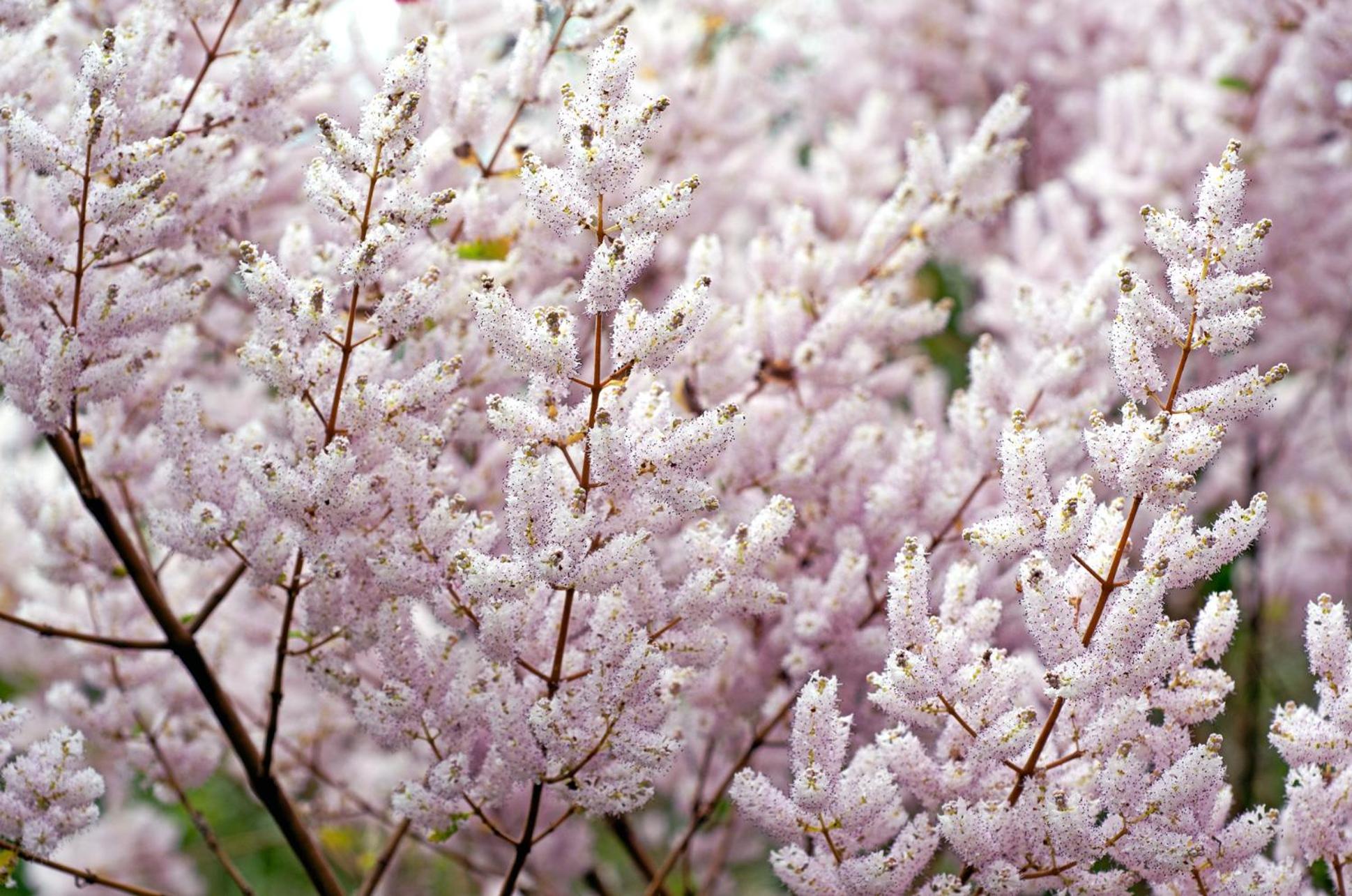 Chalé Flores e Amores