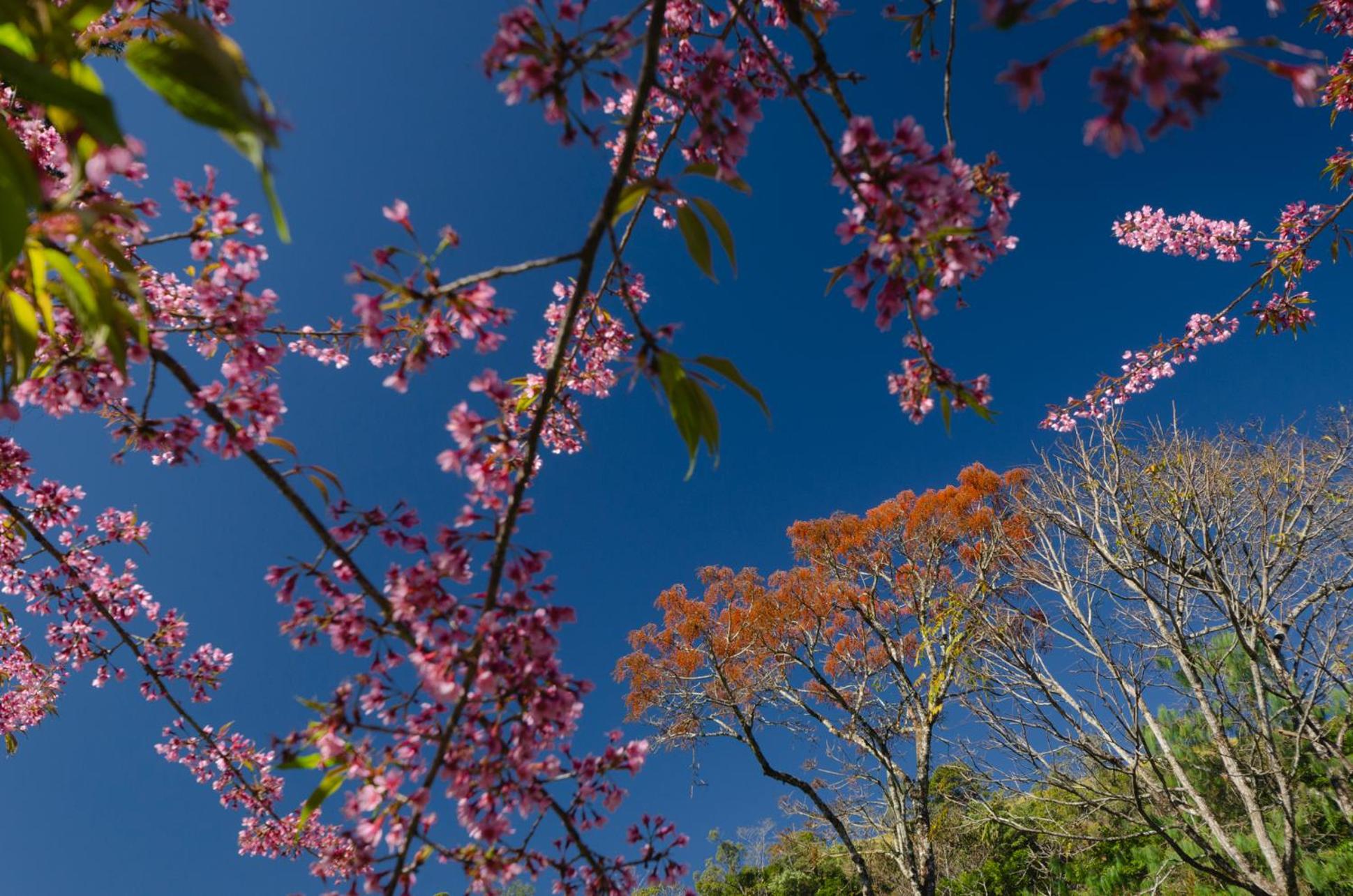 Chalé Flores e Amores