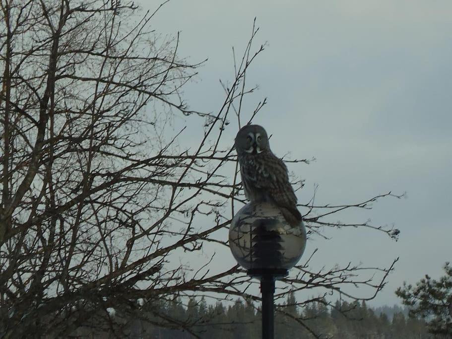 Your Peace Of Lapland