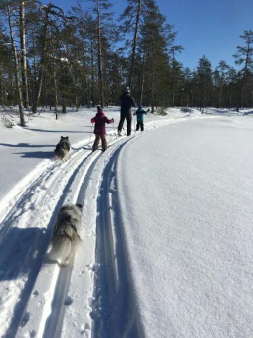 Your Peace Of Lapland