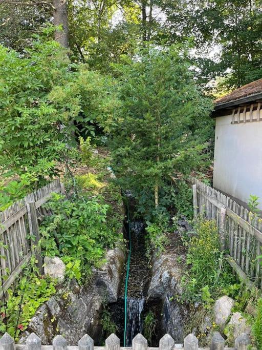 Bodea Alpenblick