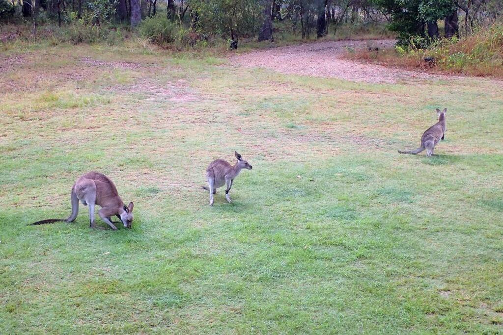 Kangaroo Kabin - Entire cabin, 5mins to the beach