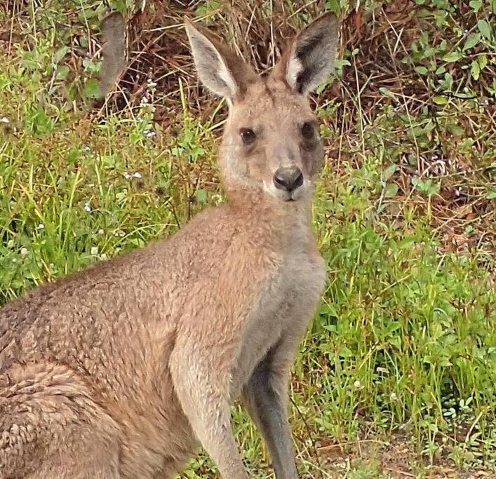Kangaroo Kabin - Entire cabin, 5mins to the beach