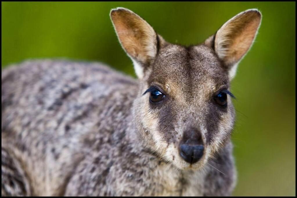 Kangaroo Kabin - Entire cabin, 5mins to the beach
