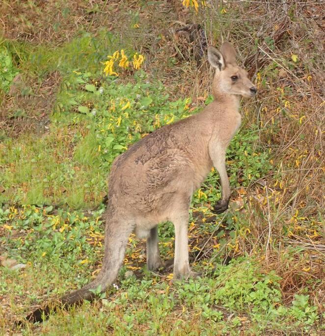 Kangaroo Kabin - Entire cabin, 5mins to the beach