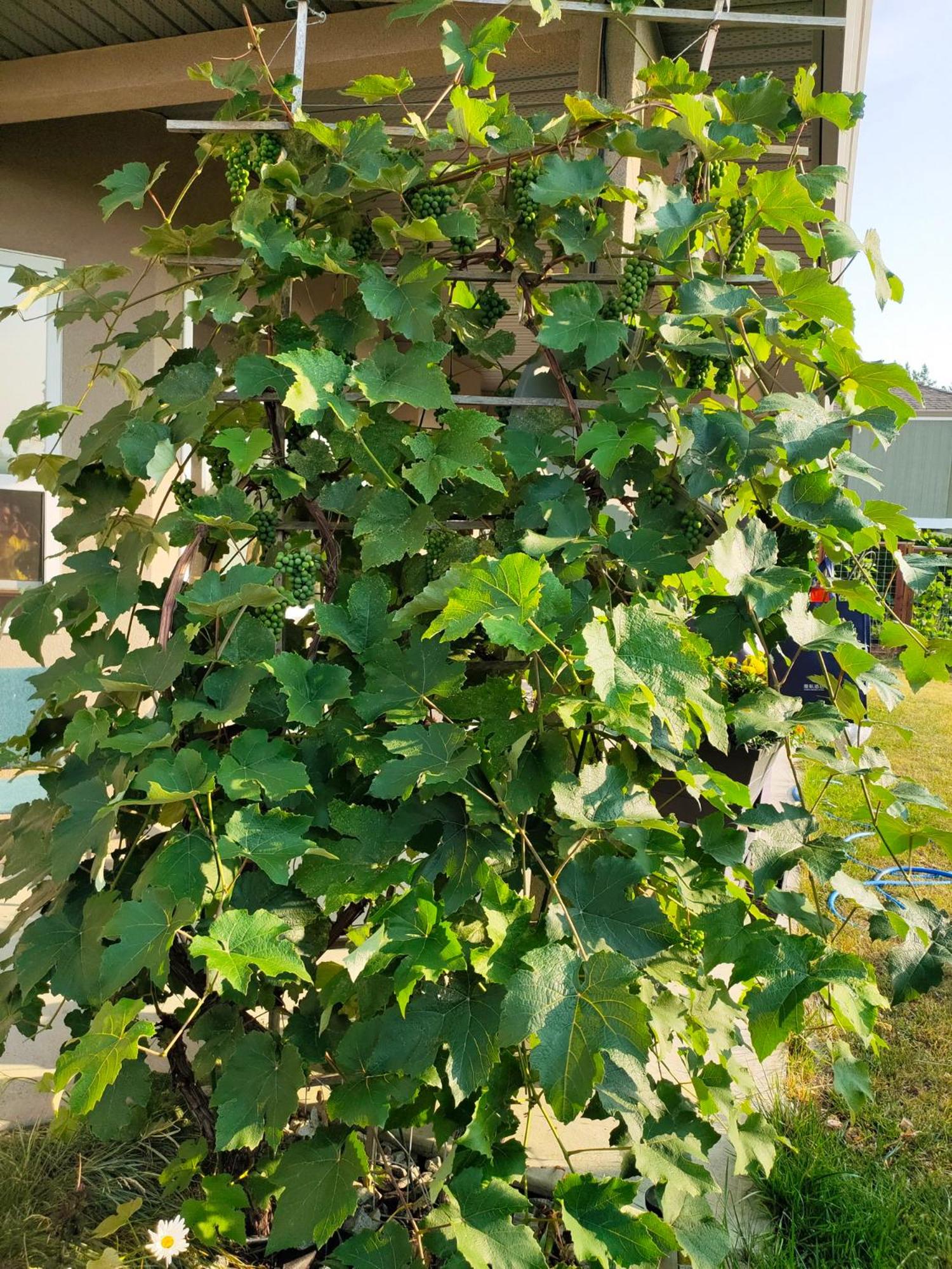 Green Leaf Home Stay
