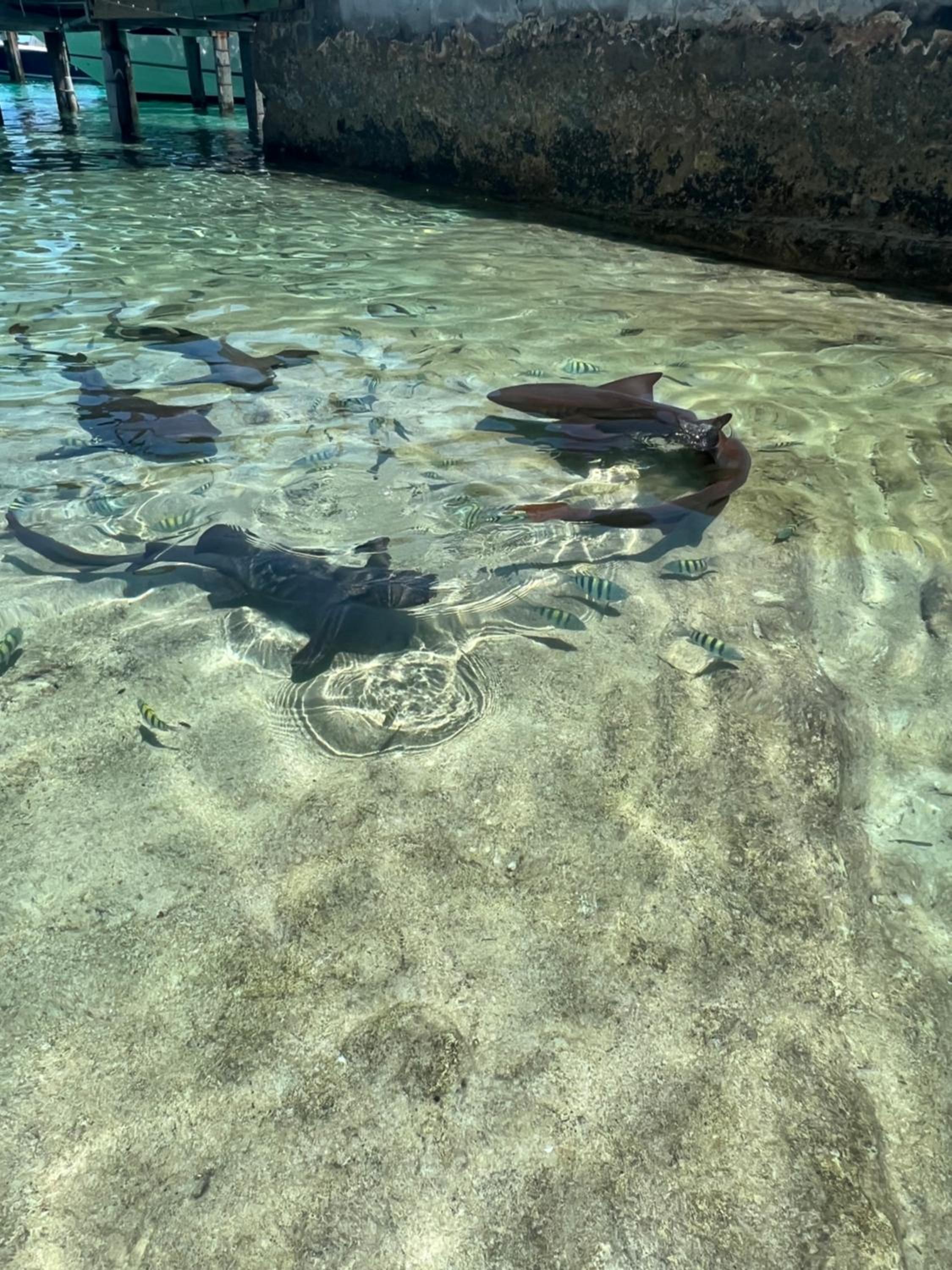 Hidden Gem Exuma - KING BED master suite and central air