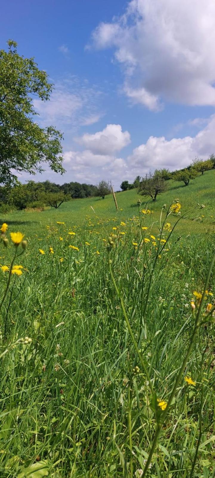 Landrasthaus Maria Bild