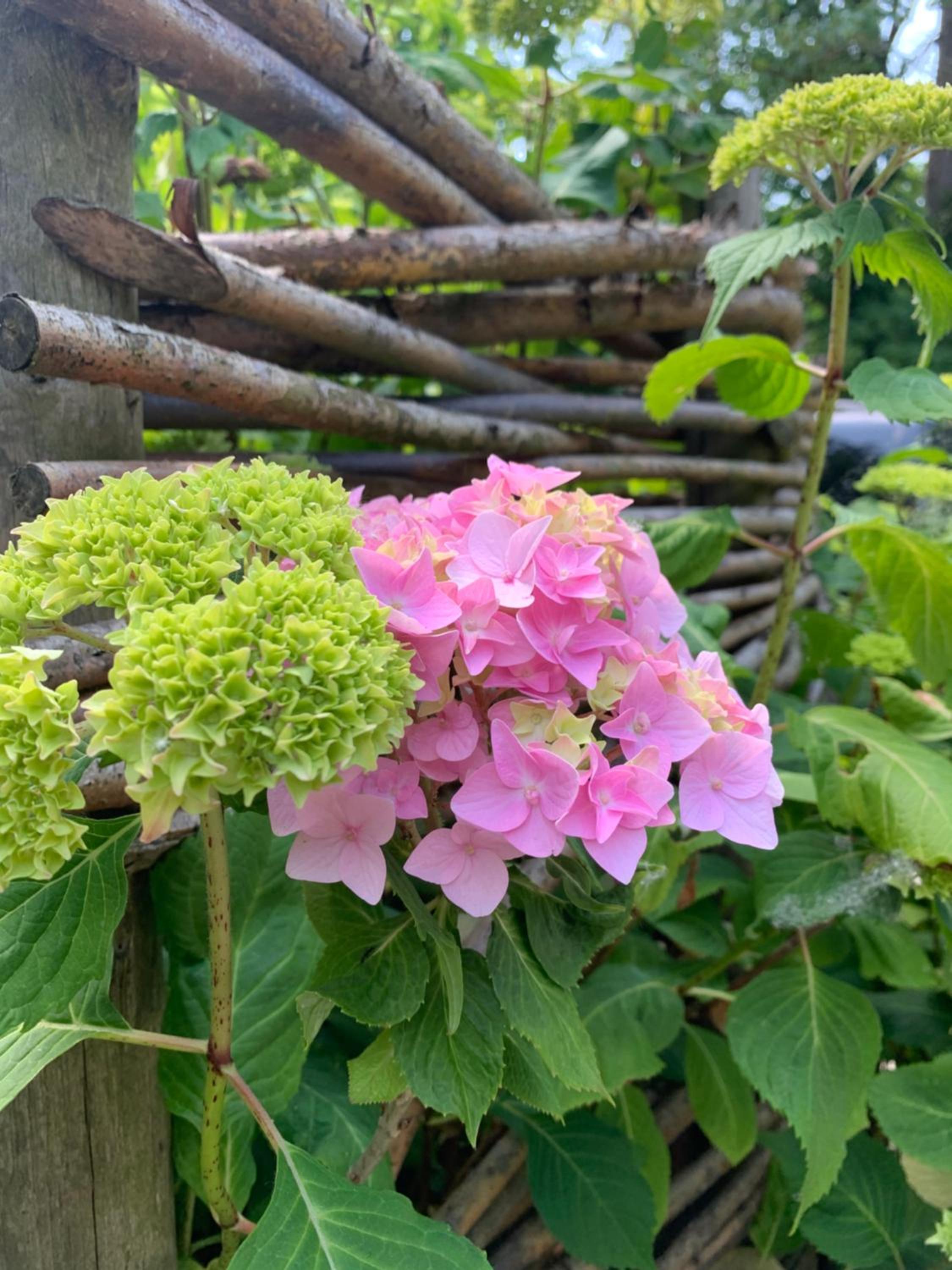Vakantiewoning Guesthouse MOMO